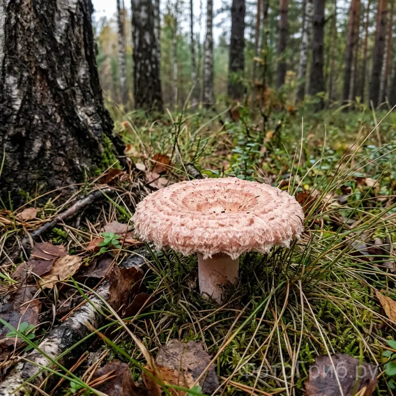 Волнушка розовая в лесу