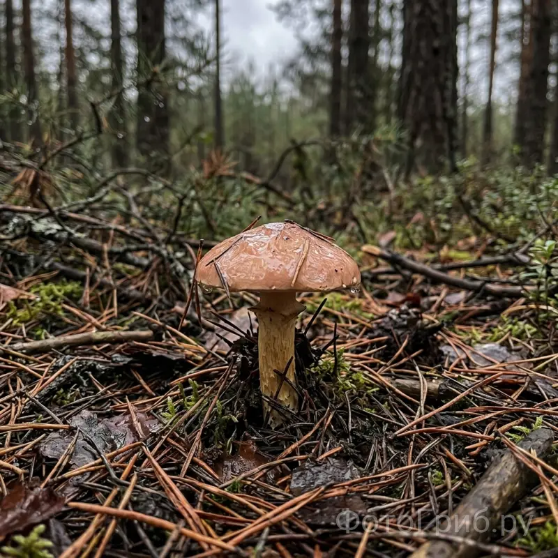 Козляк в лесу